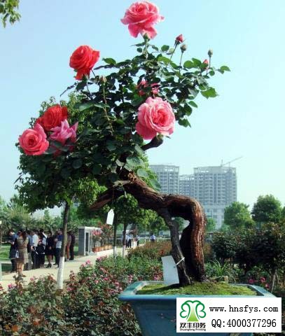 2015 南陽月季展玉雕節(jié)已開幕，花已開好 君可來矣