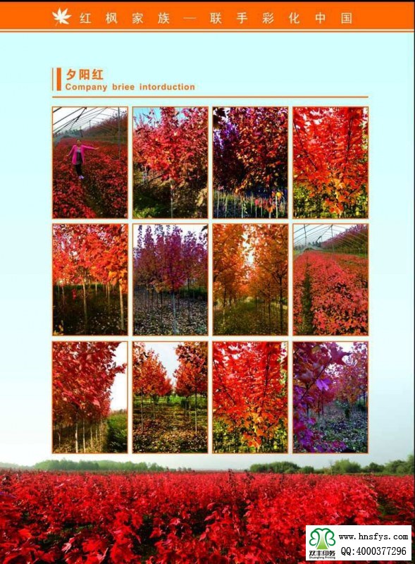 河南印刷廠:紅楓家族 宣傳畫(huà)冊(cè)