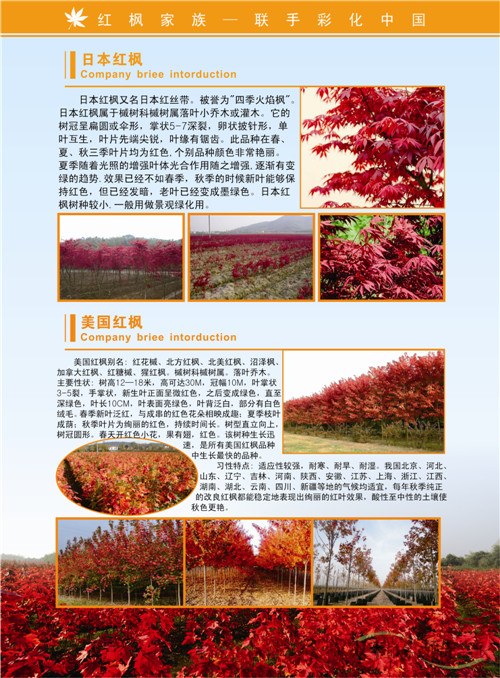紅楓家族宣傳畫冊印刷